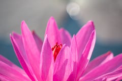 flor de lótus e luz do sol vermelhas da manhã fotografia de stock flor de lótus e luz do sol vermelhas da manhã fotografia de stock