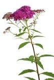 Flor de Meadowsweet en blanco Fotos de archivo libres de regalías Flor de Meadowsweet en blanco Fotos de archivo libres de regalías