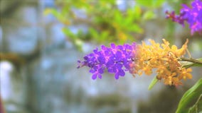 Flor De Orquídea Violenta Que Floresce Em Folhas Verdes De Cor Amarela E  Cascata Azul Esboroada Filme - Vídeo de bonito, jardinar: 217532288