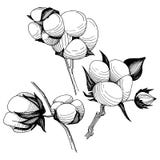 Flor del algodón del Wildflower en un estilo del vector aislada Imágenes de archivo libres de regalías Flor del algodón del Wildflower en un estilo del vector aislada Imágenes de archivo libres de regalías