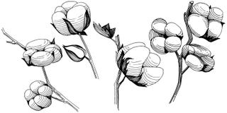Flor del algodón del Wildflower en un estilo del vector aislada Foto de archivo Flor del algodón del Wildflower en un estilo del vector aislada Foto de archivo