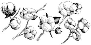 Flor del algodón del Wildflower en un estilo del vector aislada Imagen de archivo Flor del algodón del Wildflower en un estilo del vector aislada Imagen de archivo
