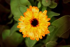 Flor del Calendula fotos de archivo Flor del Calendula fotos de archivo