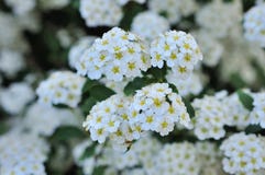 Flor del Spiraea Flor blanca del Spiraea fotografía de archivo Flor del Spiraea Flor blanca del Spiraea fotografía de archivo