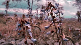 Flor del yugo, de nuevo a la naturaleza imagenes de archivo Flor del yugo, de nuevo a la naturaleza imagenes de archivo