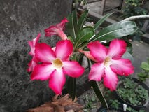 Flor do Adenium fotografia de stock royalty free Flor do Adenium fotografia de stock royalty free