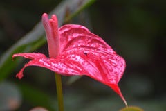 Flor do antúrio cor-de-rosa imagem de stock Flor do antúrio cor-de-rosa imagem de stock
