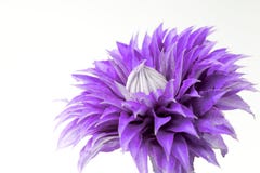 Flor do Clematis imagens de stock royalty free Flor do Clematis imagens de stock royalty free