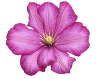 Flor do Clematis foto de stock Flor do Clematis foto de stock