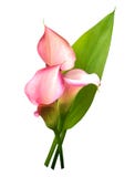Flor do lírio de Calla cor-de-rosa com a folha verde isolada no fundo branco, trajeto fotografia de stock royalty free Flor do lírio de Calla cor-de-rosa com a folha verde isolada no fundo branco, trajeto fotografia de stock royalty free