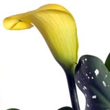 Flor do lírio de calla dourado quadrada Fotografia de Stock Royalty Free Flor do lírio de calla dourado quadrada Fotografia de Stock Royalty Free