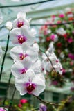 Flor do Orchidaceae, da orquídea no jardim, fundo da natureza ou papel de parede fotografia de stock royalty free Flor do Orchidaceae, da orquídea no jardim, fundo da natureza ou papel de parede fotografia de stock royalty free