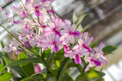 Flor do Orchidaceae, da orquídea no jardim, fundo da natureza ou papel de parede fotografia de stock Flor do Orchidaceae, da orquídea no jardim, fundo da natureza ou papel de parede fotografia de stock