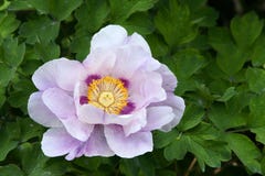 Flor do Peony imagens de stock Flor do Peony imagens de stock