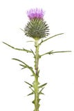 Flor do Thistle imagens de stock royalty free Flor do Thistle imagens de stock royalty free
