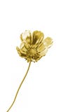 Flor dourada Fotografia de Stock Royalty Free Flor dourada Fotografia de Stock Royalty Free