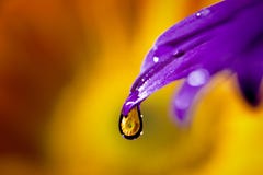 Flor em uma gota da água fotos de stock Flor em uma gota da água fotos de stock