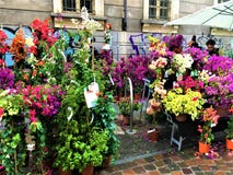 FLOR event in Turin city, Italy. Flowers, colours, beauty and spring royalty free stock images FLOR event in Turin city, Italy. Flowers, colours, beauty and spring royalty free stock images