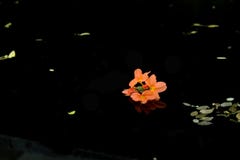 Flor flotante en el agua Beso de la flor budy en el cuerpo del agua foto de archivo Flor flotante en el agua Beso de la flor budy en el cuerpo del agua foto de archivo