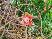 Flor hermosa del foco del árbol del obús en el parque fotografía de archivo libre de regalías Flor hermosa del foco del árbol del obús en el parque fotografía de archivo libre de regalías