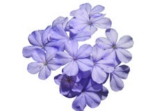 Flor isolada no branco imagem de stock Flor isolada no branco imagem de stock