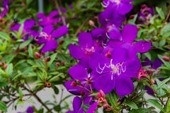 Flor o granulosa púrpura de Tibouchina en jardín imágenes de archivo libres de regalías Flor o granulosa púrpura de Tibouchina en jardín imágenes de archivo libres de regalías