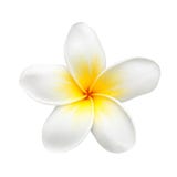Flor ou Plumeria do Frangipani isolada no branco Fotos de Stock Flor ou Plumeria do Frangipani isolada no branco Fotos de Stock