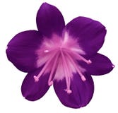 Flor púrpura del lirio, aislada con la trayectoria de recortes, en un fondo blanco pistilos rosas claros, estambres Centro rosado Fotos de archivo libres de regalías Flor púrpura del lirio, aislada con la trayectoria de recortes, en un fondo blanco pistilos rosas claros, estambres Centro rosado Fotos de archivo libres de regalías