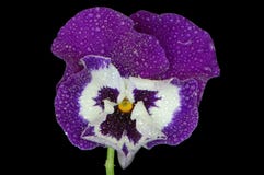Flor púrpura delicada de la viola foto de archivo libre de regalías Flor púrpura delicada de la viola foto de archivo libre de regalías
