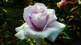 Flor púrpura y blanca hermosa de Rose del color imágenes de archivo libres de regalías Flor púrpura y blanca hermosa de Rose del color imágenes de archivo libres de regalías