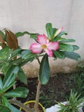 Flor rosada del Adenium imágenes de archivo libres de regalías Flor rosada del Adenium imágenes de archivo libres de regalías