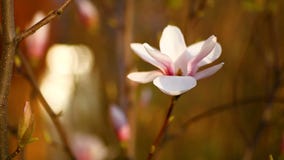 Flor rosada hermosa de la magnolia Flor rosada hermosa de la magnolia