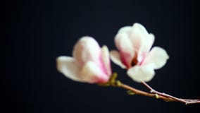 Flor rosada hermosa de la magnolia Flor rosada hermosa de la magnolia