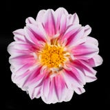 Flor rosada y blanca de la dalia aislada en negro fotografía de archivo Flor rosada y blanca de la dalia aislada en negro fotografía de archivo