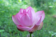 Flor rosado hermoso del loto foto de archivo libre de regalías Flor rosado hermoso del loto foto de archivo libre de regalías