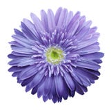 A flor roxa do gerbera em um branco isolou o fundo com trajeto de grampeamento closeup Nenhumas sombras Para o projeto Foto de Stock Royalty Free A flor roxa do gerbera em um branco isolou o fundo com trajeto de grampeamento closeup Nenhumas sombras Para o projeto Foto de Stock Royalty Free
