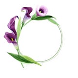 Flor roxa dos callas da aquarela Flor botânica floral Quadrado do ornamento da beira do quadro ilustração do vetor Flor roxa dos callas da aquarela Flor botânica floral Quadrado do ornamento da beira do quadro ilustração do vetor