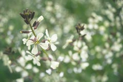 Flor salvaje unfocused fotografía de archivo libre de regalías Flor salvaje unfocused fotografía de archivo libre de regalías
