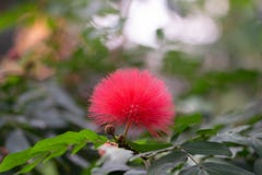 Flor tropical rosada hermosa de la bola de algodón foto de archivo libre de regalías Flor tropical rosada hermosa de la bola de algodón foto de archivo libre de regalías