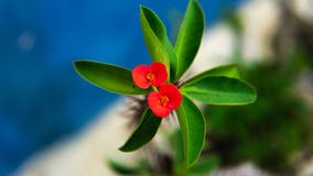 Flor vermelha bonita no jardim imagem de stock Flor vermelha bonita no jardim imagem de stock