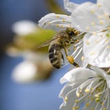 Flor y abeja Flor y abeja
