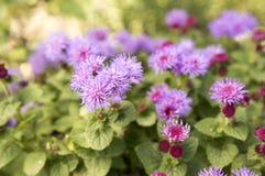 Flor à terra pequena do houstonianum do Ageratum com as flores violetas roxas fotos de stock royalty free Flor à terra pequena do houstonianum do Ageratum com as flores violetas roxas fotos de stock royalty free