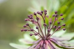 Flora de La Gomera - bravoana d'euphorbe Photos stock Flora de La Gomera - bravoana d'euphorbe Photos stock