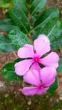 Flora, floraison de nature, beau, lumineuse, saison, couleur, petwl photographie stock libre de droits Flora, floraison de nature, beau, lumineuse, saison, couleur, petwl photographie stock libre de droits