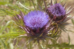 Flora Of Gran Canaria - Globe Artichoke Royalty Free Stock Image Flora Of Gran Canaria - Globe Artichoke Royalty Free Stock Image