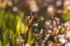flora van Lapland wanneer het reizen met een macrolens royalty-vrije stock fotografie flora van Lapland wanneer het reizen met een macrolens royalty-vrije stock fotografie