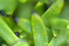 flora van Lapland wanneer het reizen met een macrolens stock foto's flora van Lapland wanneer het reizen met een macrolens stock foto's