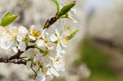Floraci?n blanca de las flores del ciruelo de la primavera estacional Flor de la huerta del ciruelo en Polonia foto de archivo libre de regalías Floraci?n blanca de las flores del ciruelo de la primavera estacional Flor de la huerta del ciruelo en Polonia foto de archivo libre de regalías