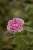 Floración color de rosa de la flor del inglés fotografía de archivo Floración color de rosa de la flor del inglés fotografía de archivo