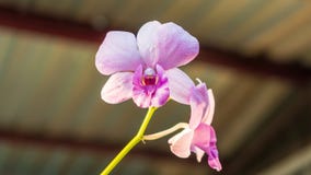 Floración de orquídeas hermosas durante puesta del sol imagenes de archivo Floración de orquídeas hermosas durante puesta del sol imagenes de archivo